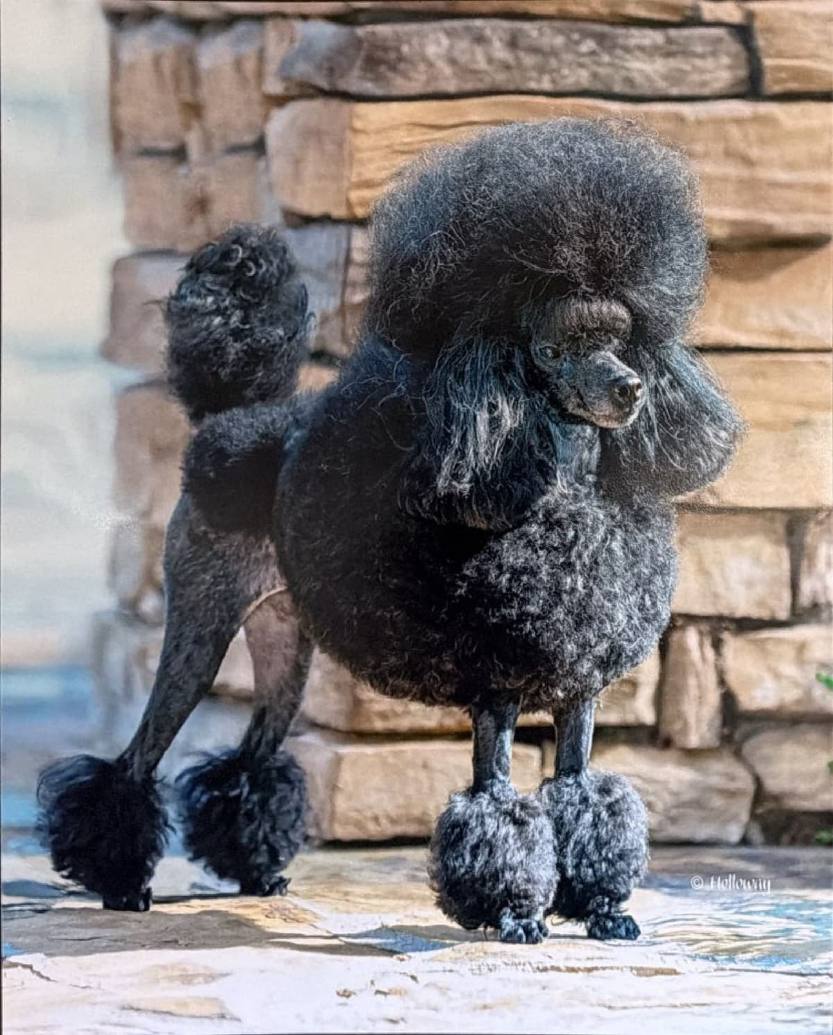 Poodle Puppy breeder image 7