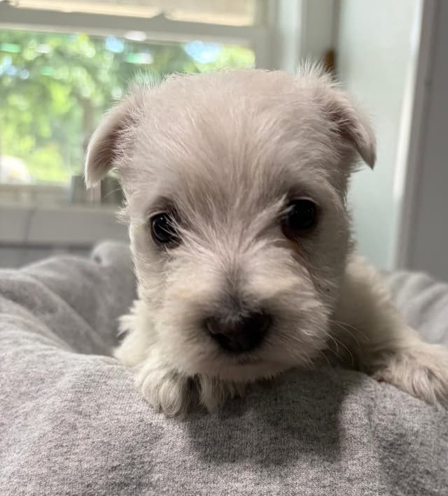 West Highland White Terrier Puppies media 2