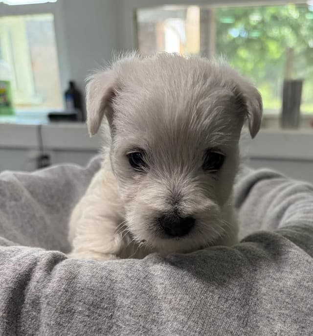 West Highland White Terrier Puppies media 3