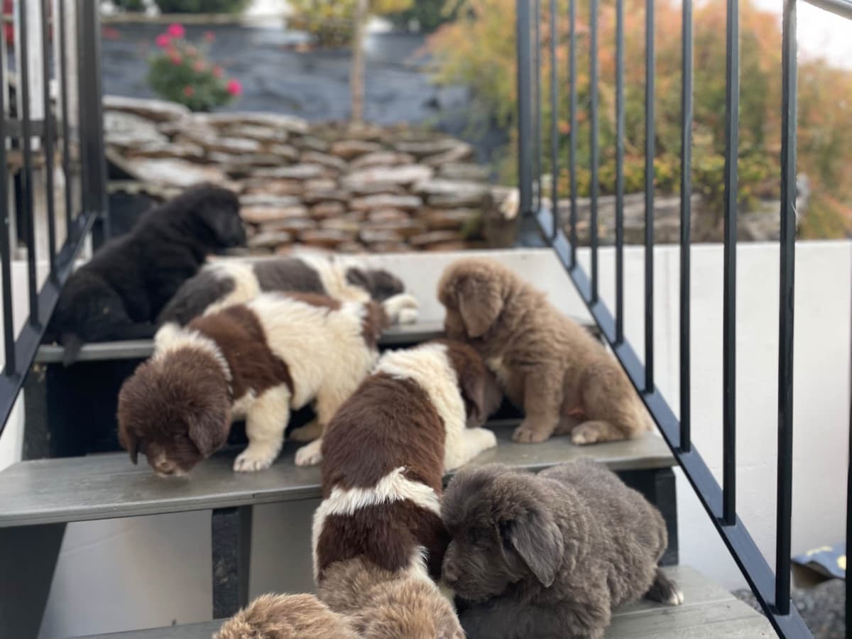 Loving Newfoundland Puppies. Call 717-284-4866 breeder image 1