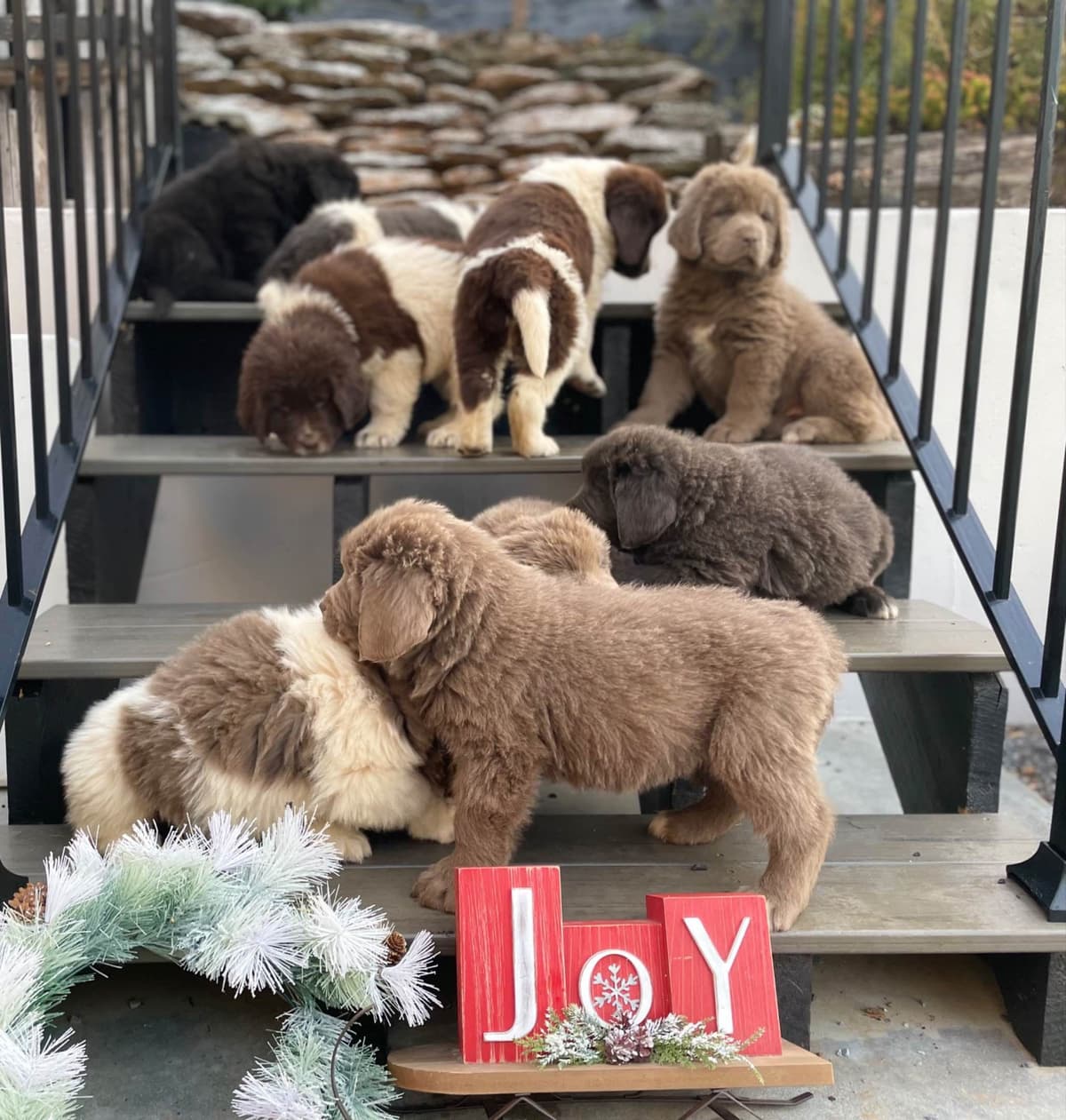 Loving Newfoundland Puppies. Call 717-284-4866 breeder image 2