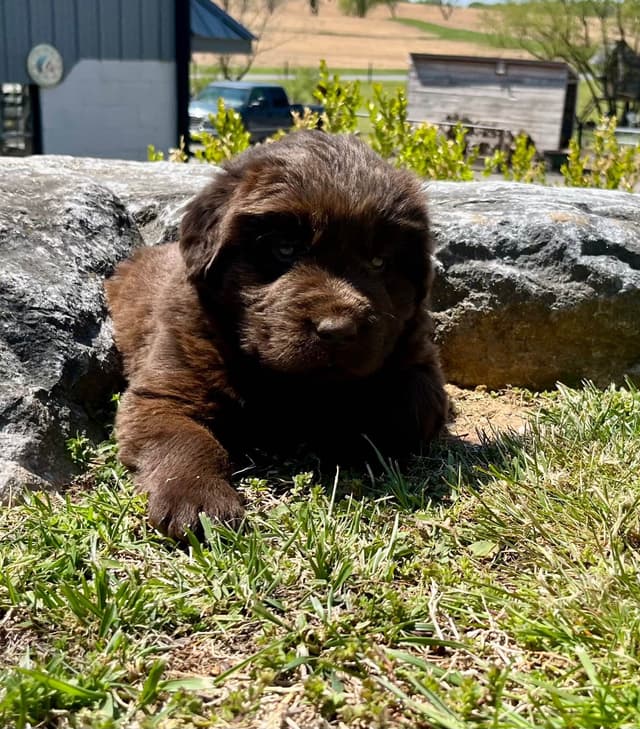 Loving Newfoundland Puppies.  Call 717-284-4866 media 5