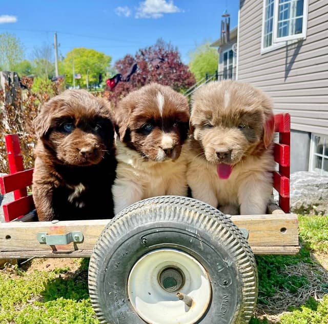 Loving Newfoundland Puppies.  Call 717-284-4866 media 6