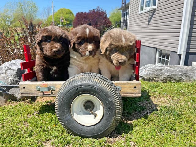 Loving Newfoundland Puppies.  Call 717-284-4866 media 7