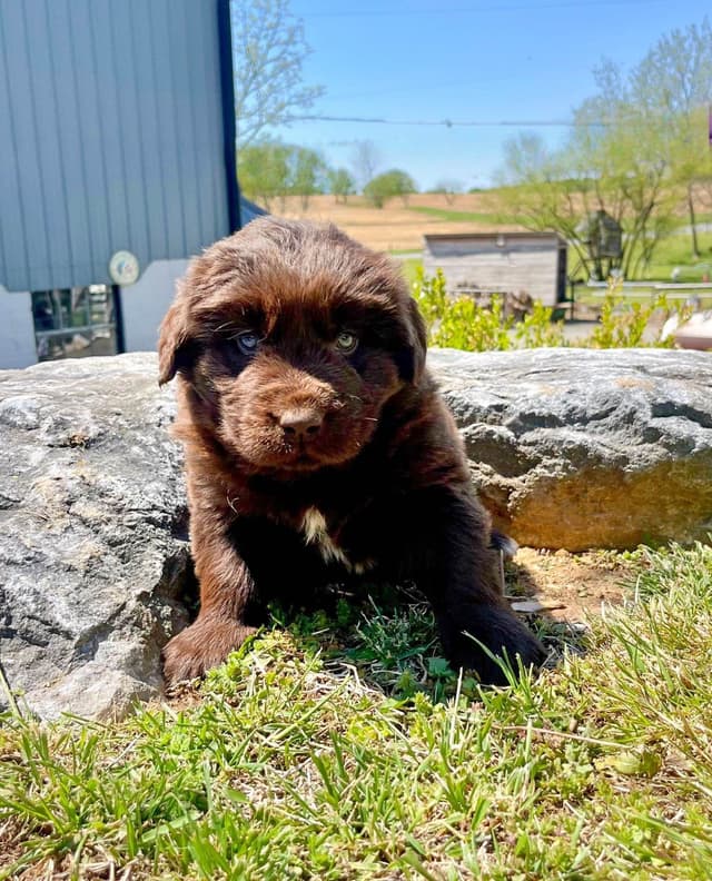 Loving Newfoundland Puppies.  Call 717-284-4866 media 3