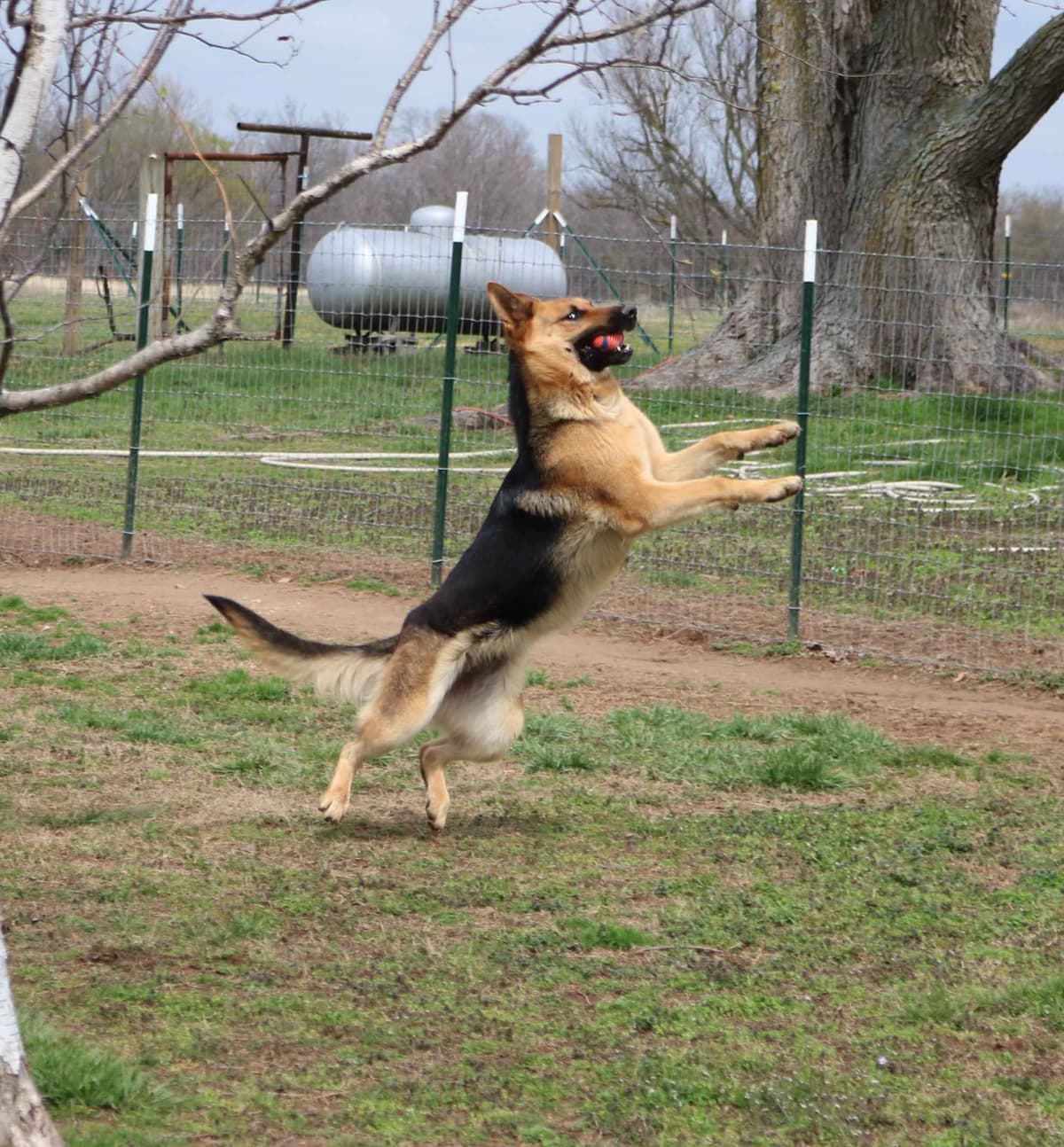 German Shepherd Dog Puppies breeder image 12