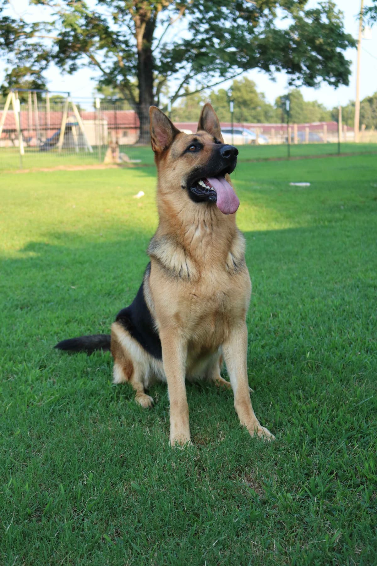 German Shepherd Dog Puppies breeder image 10