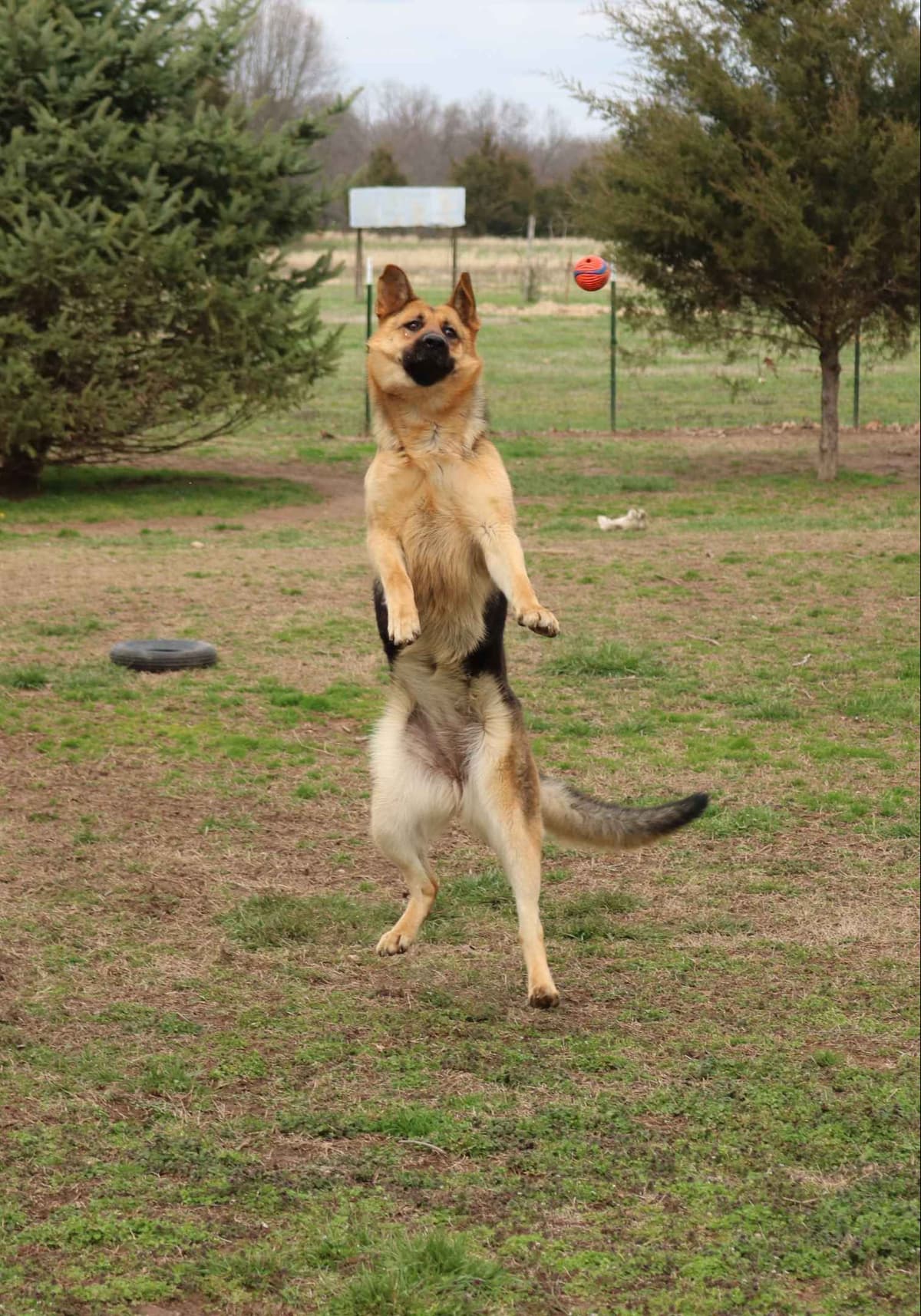 German Shepherd Dog Puppies breeder image 11