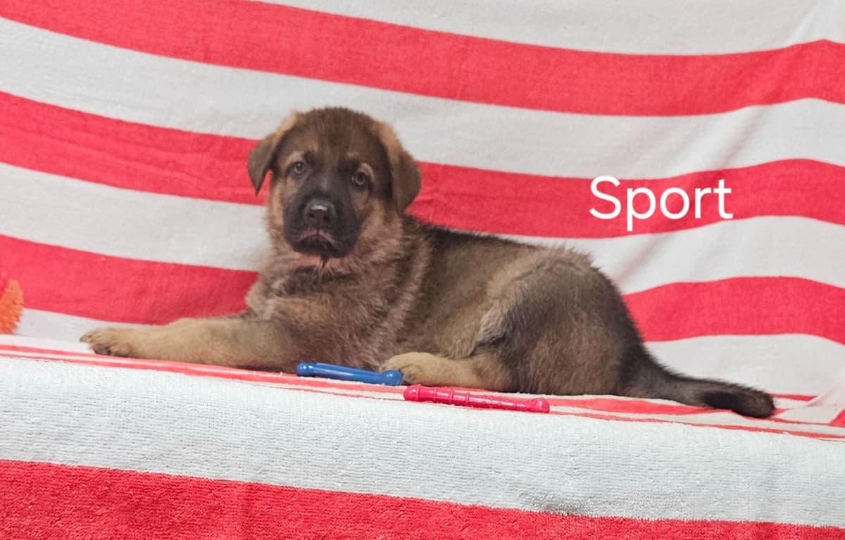 German Shepherd Dog Puppies breeder image 16