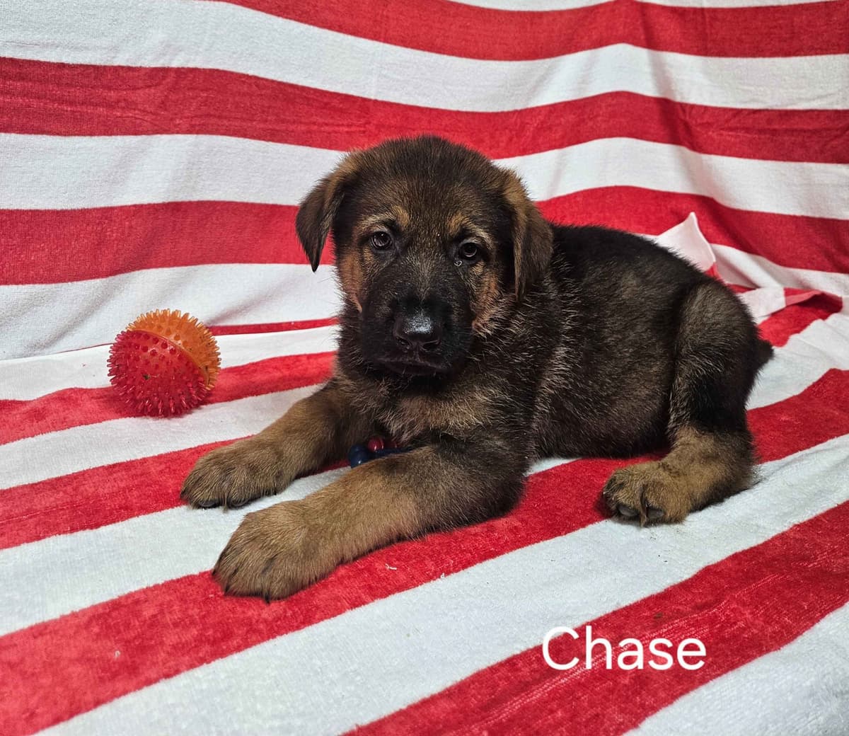 German Shepherd Dog Puppies breeder image 5