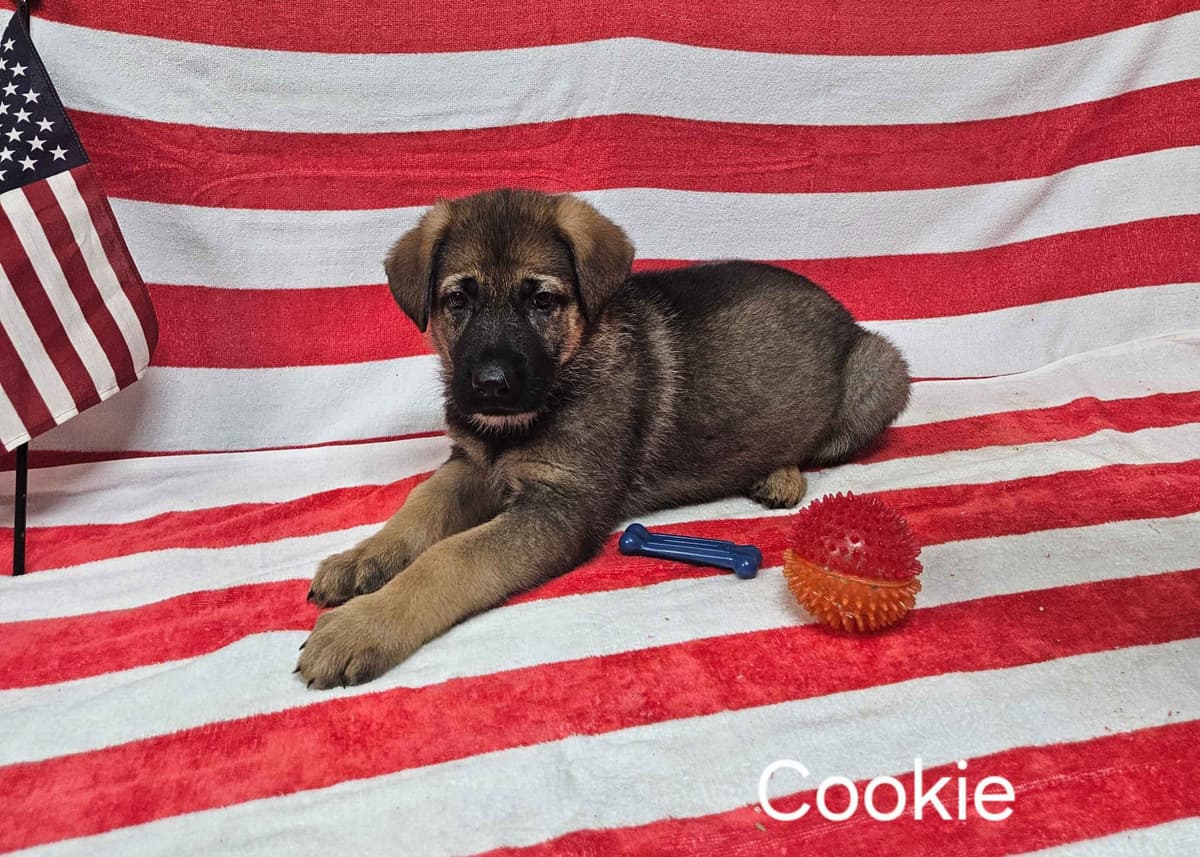 German Shepherd Dog Puppies breeder image 9