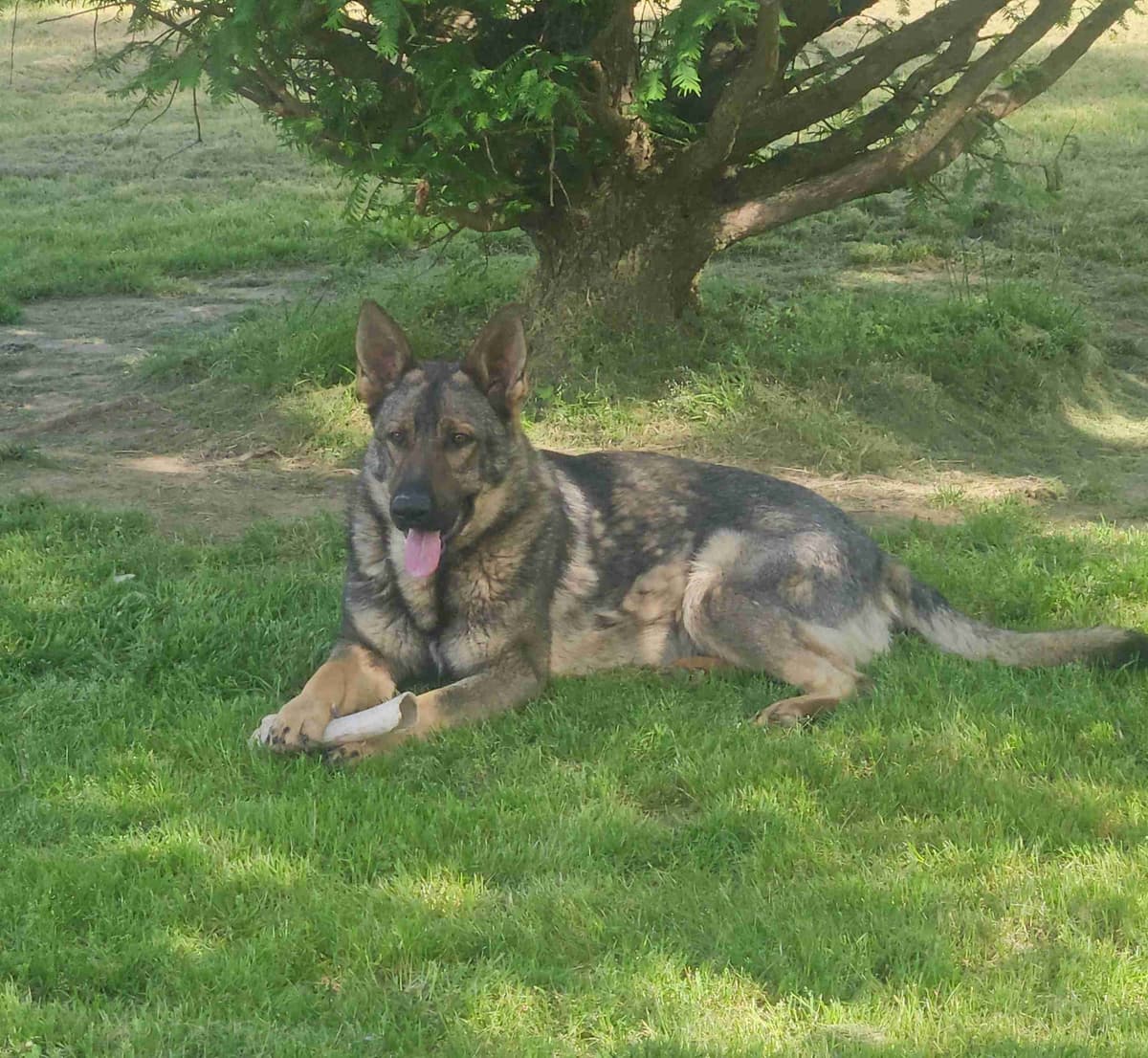 German Shepherd Dog Puppies breeder image 14