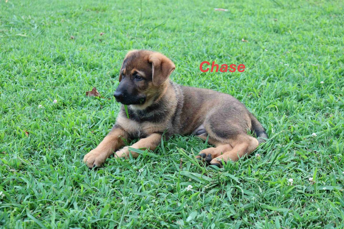 German Shepherd Dog Puppies breeder image 1