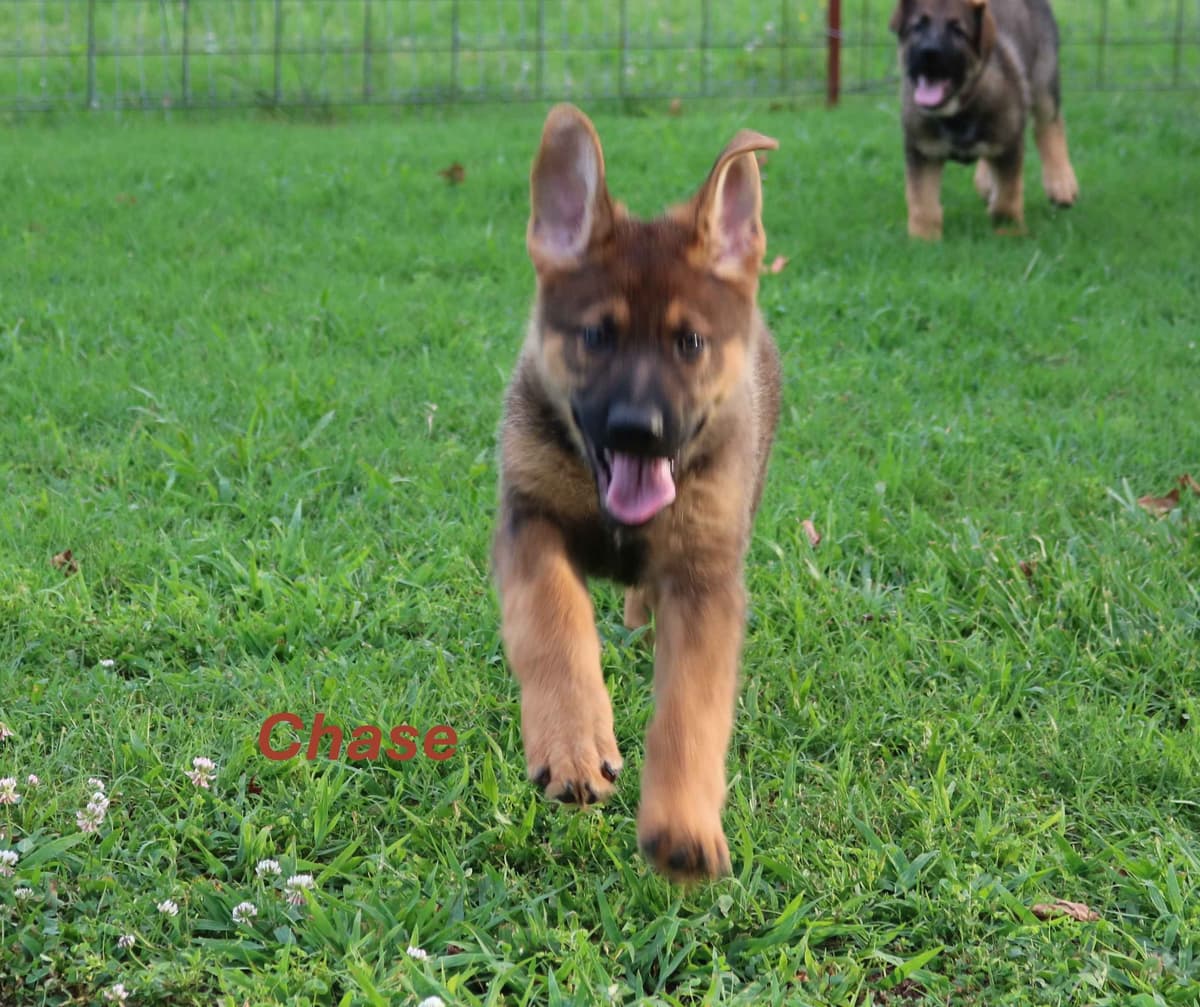 German Shepherd Dog Puppies breeder image 4