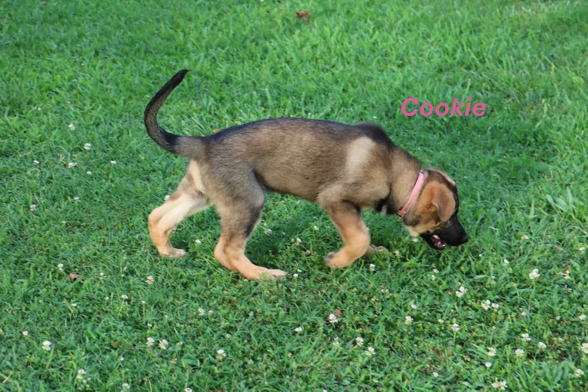 German Shepherd Dog Puppies breeder image 7