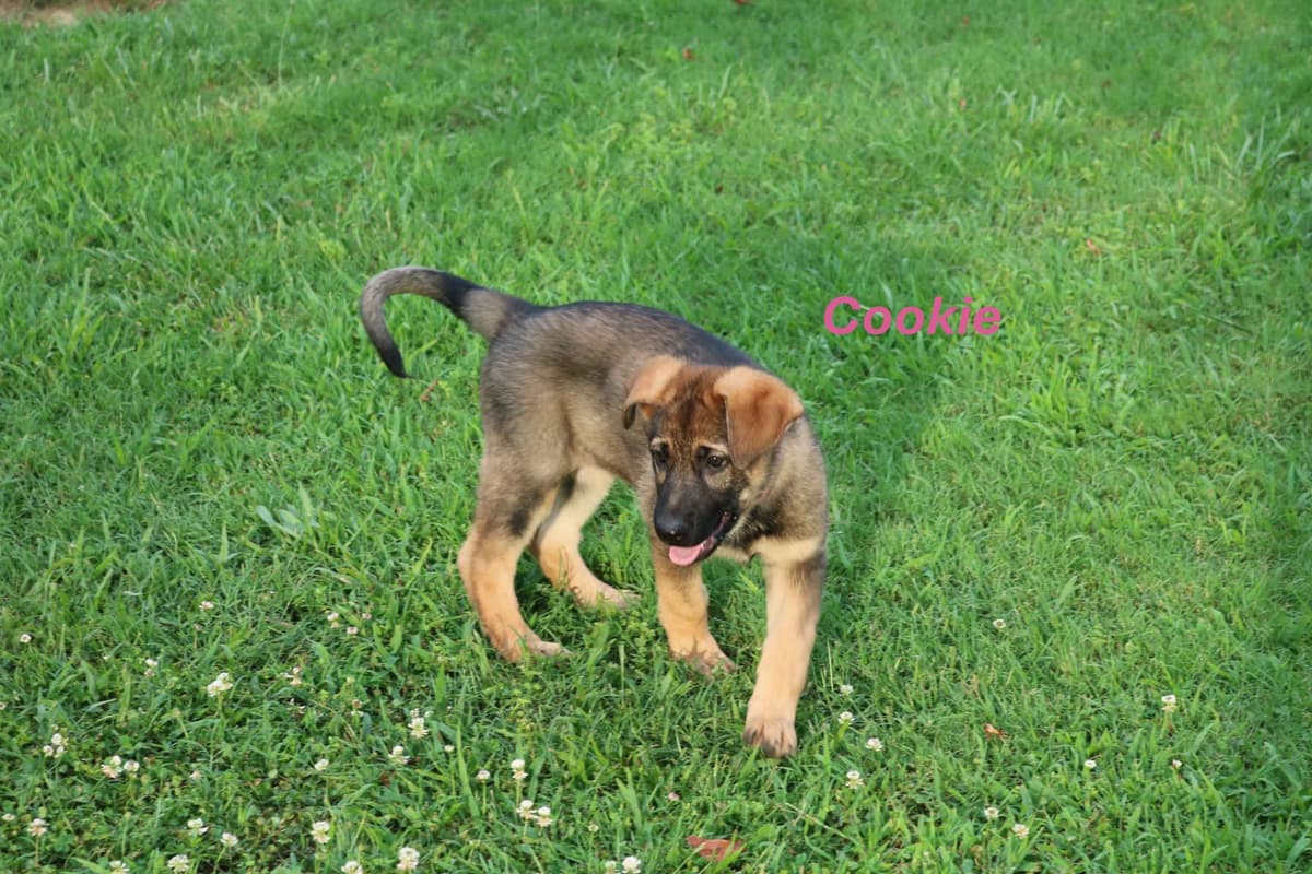 German Shepherd Dog Puppies breeder image 8