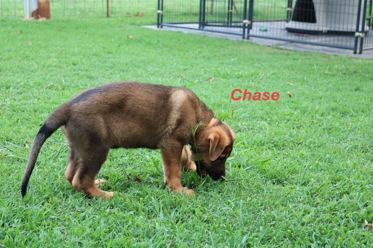 German Shepherd Dog Puppies breeder image 3