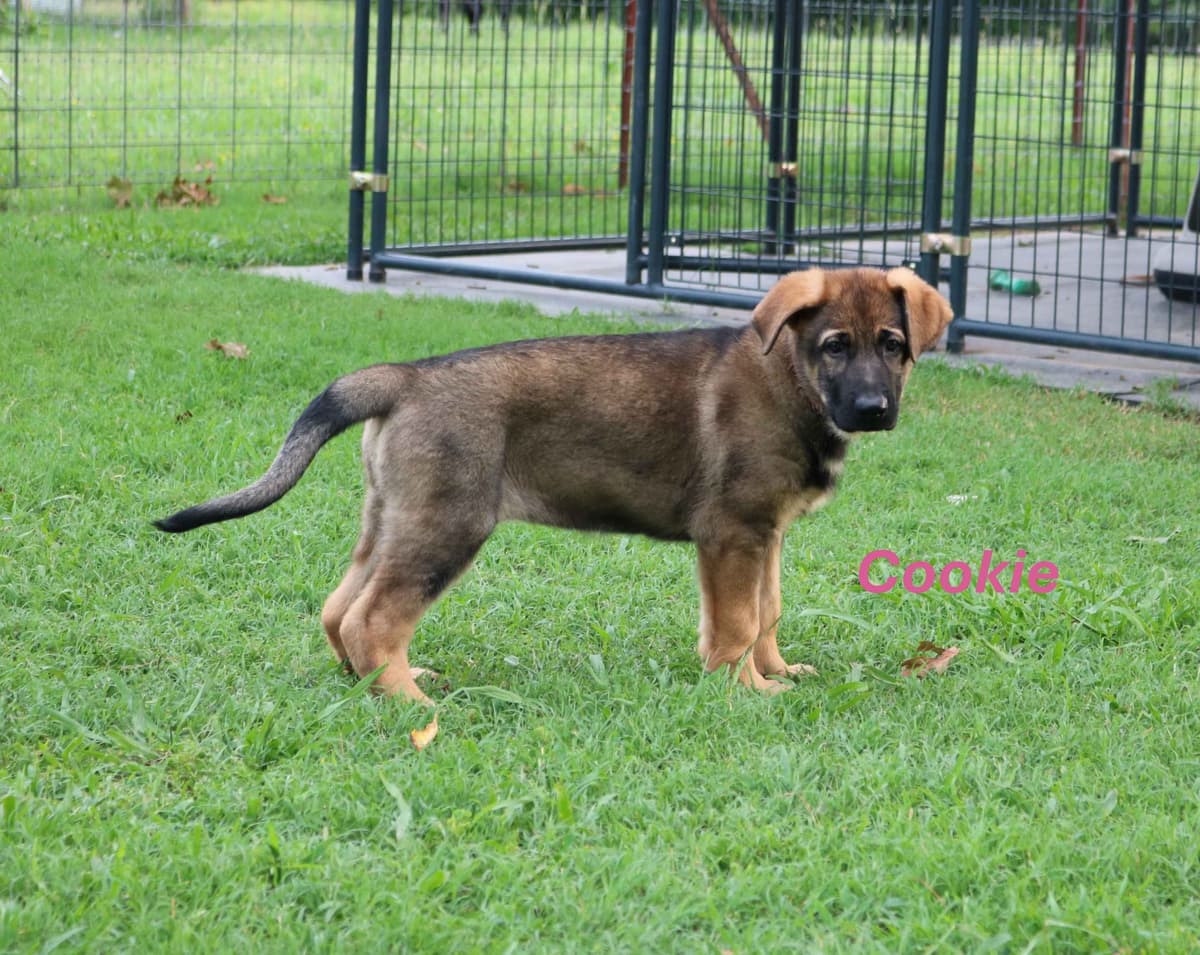 German Shepherd Dog Puppies breeder image 6