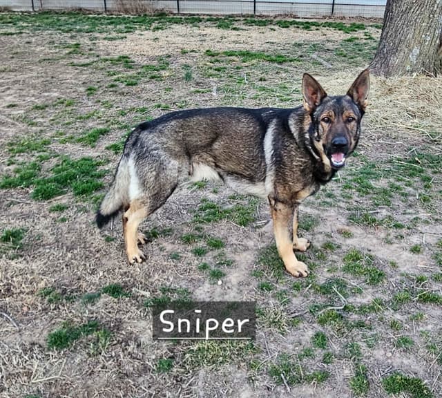 German Shepherd Dog Puppies media 2