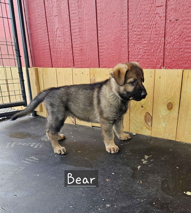 German Shepherd Dog Puppies media 4