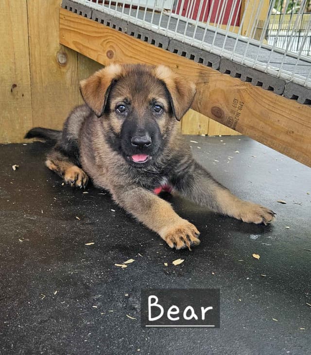 German Shepherd Dog Puppies media 5