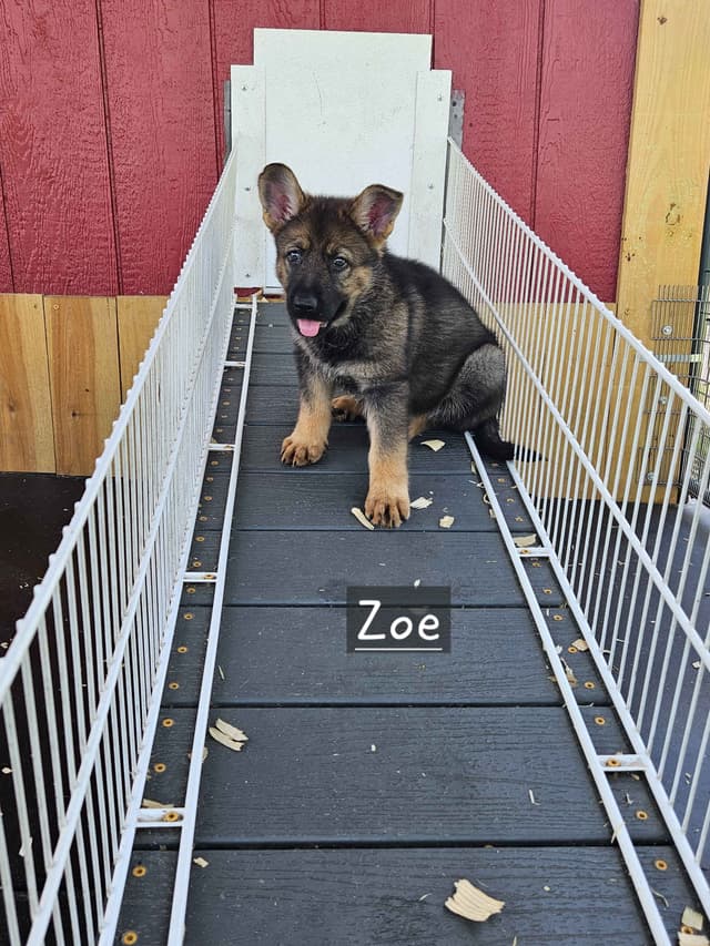 German Shepherd Dog Puppies media 7