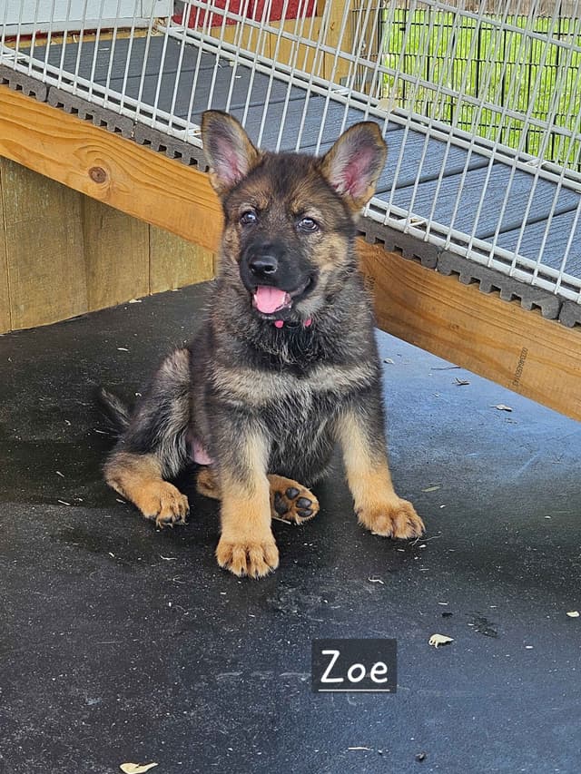 German Shepherd Dog Puppies media 8