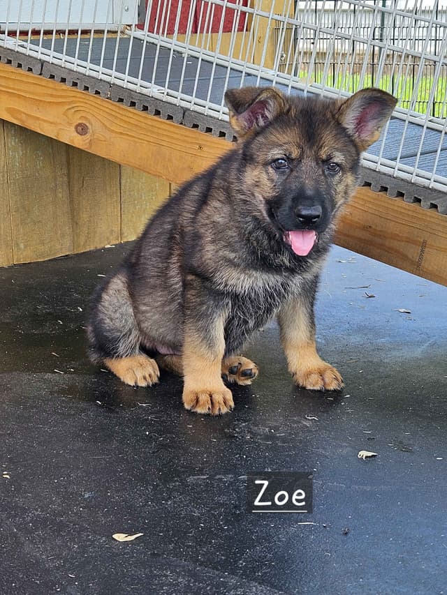 German Shepherd Dog Puppies media 9