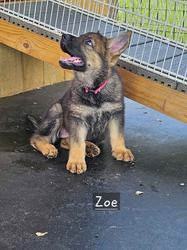 German Shepherd Dog Puppies media 10