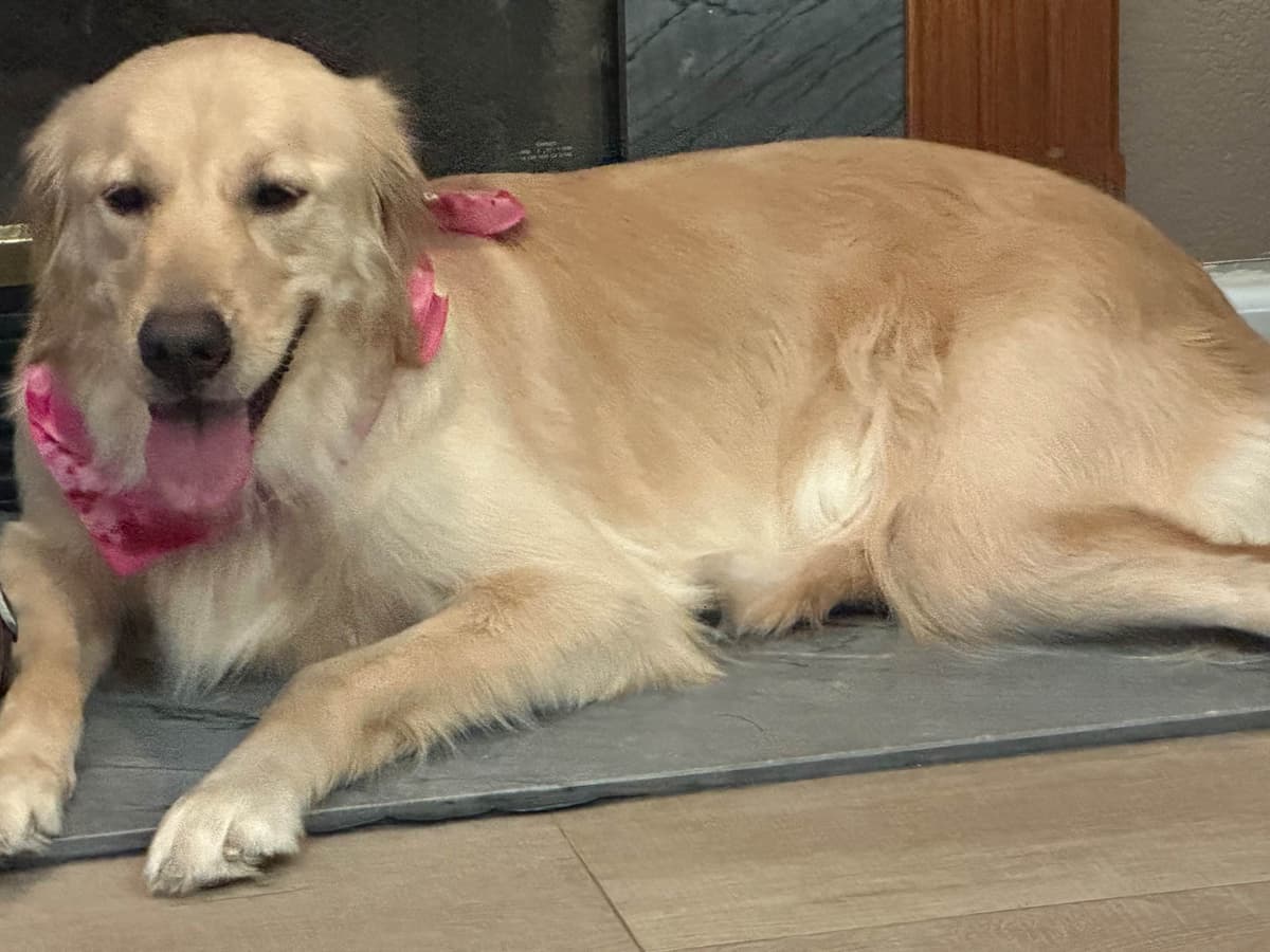 Golden Retriever Puppies breeder image 5