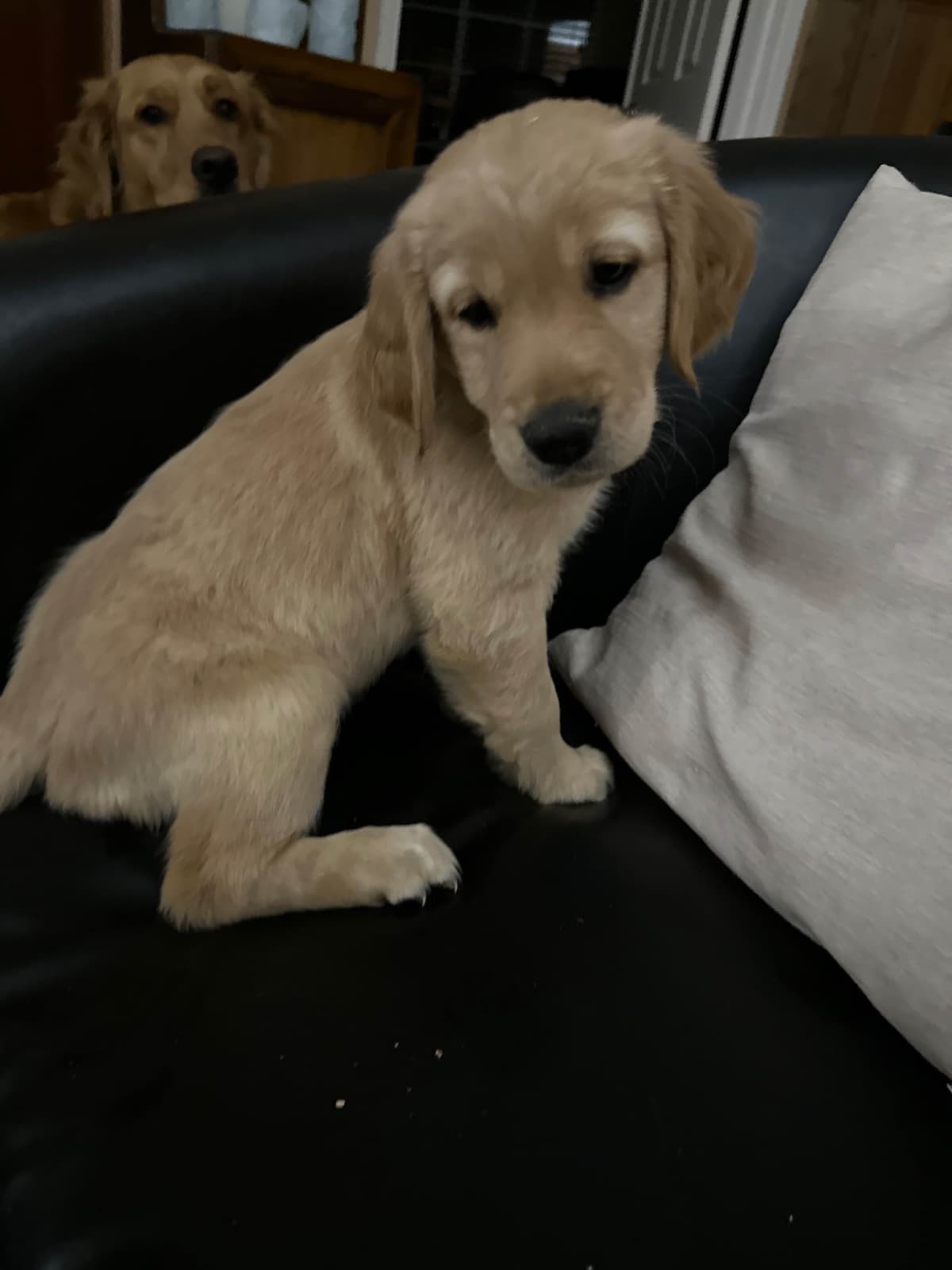 Golden Retriever Puppies breeder image 8
