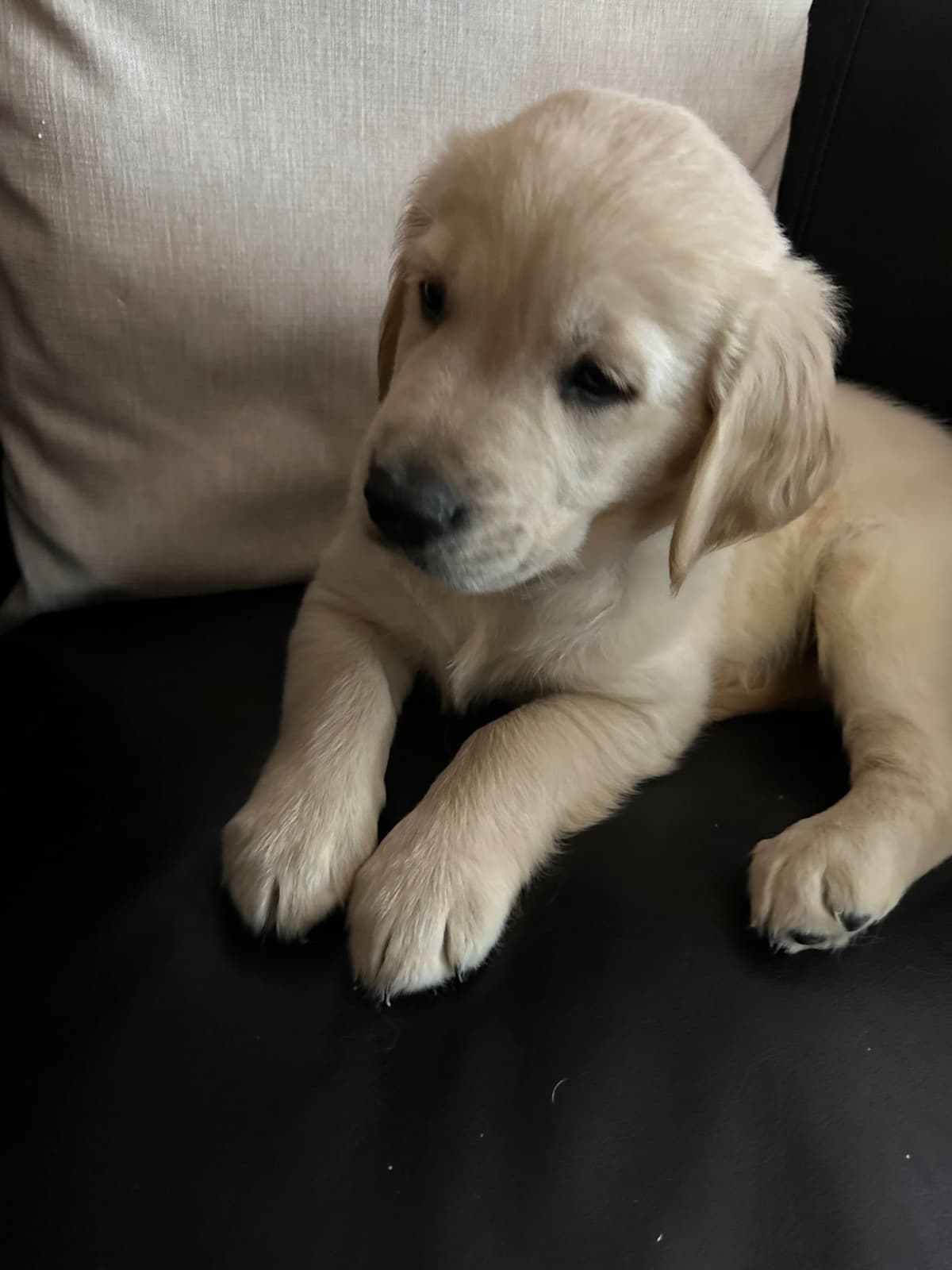Golden Retriever Puppies breeder image 11