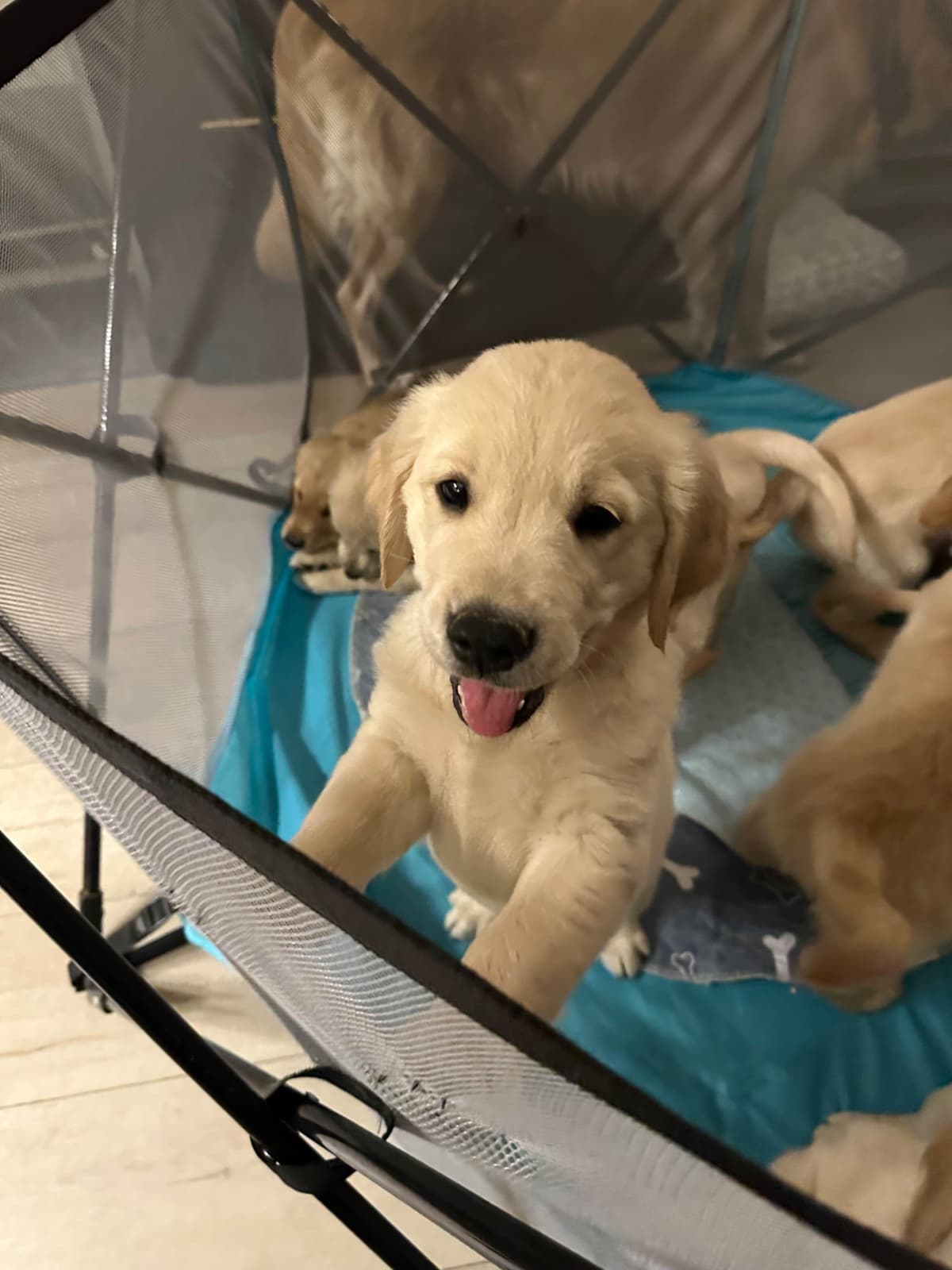 Golden Retriever Puppies breeder image 12