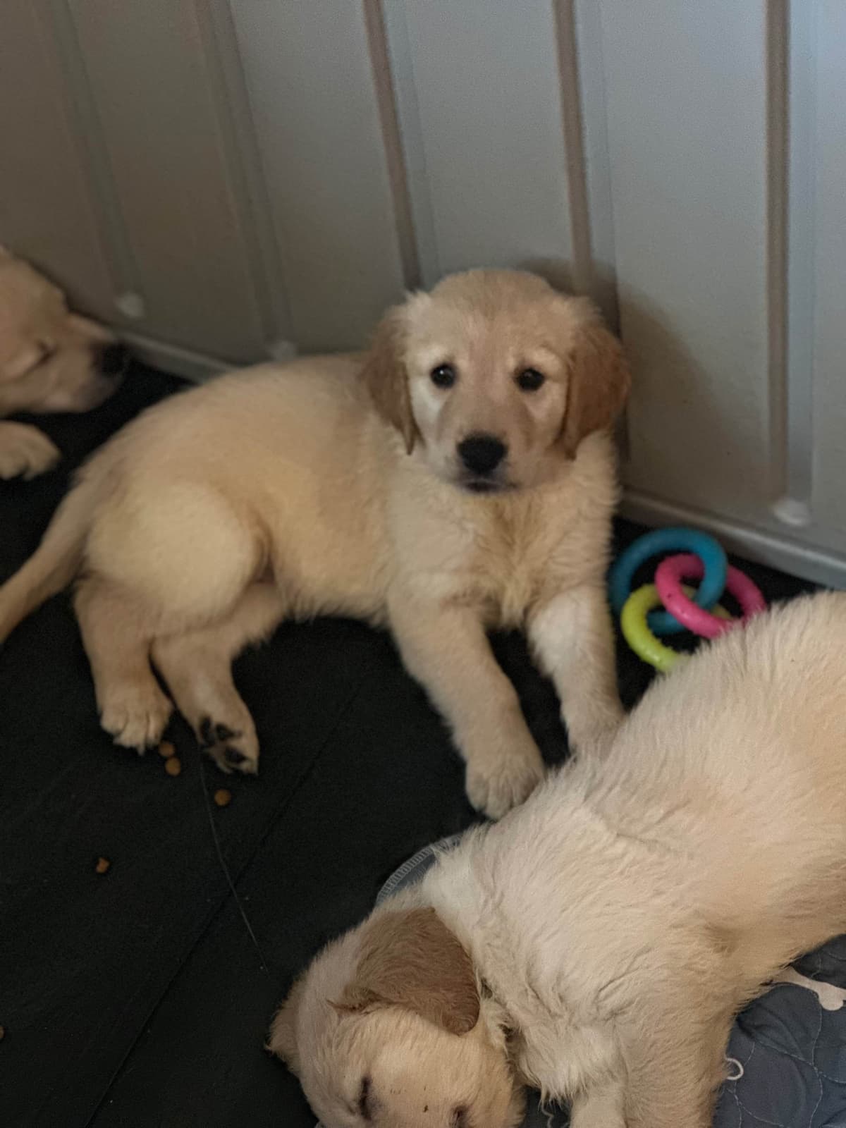 Golden Retriever Puppies breeder image 15