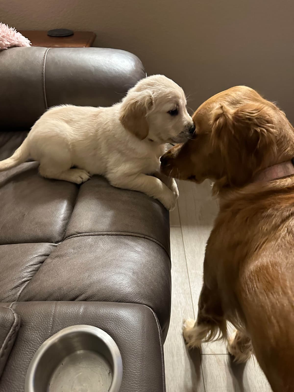 Golden Retriever Puppies breeder image 14