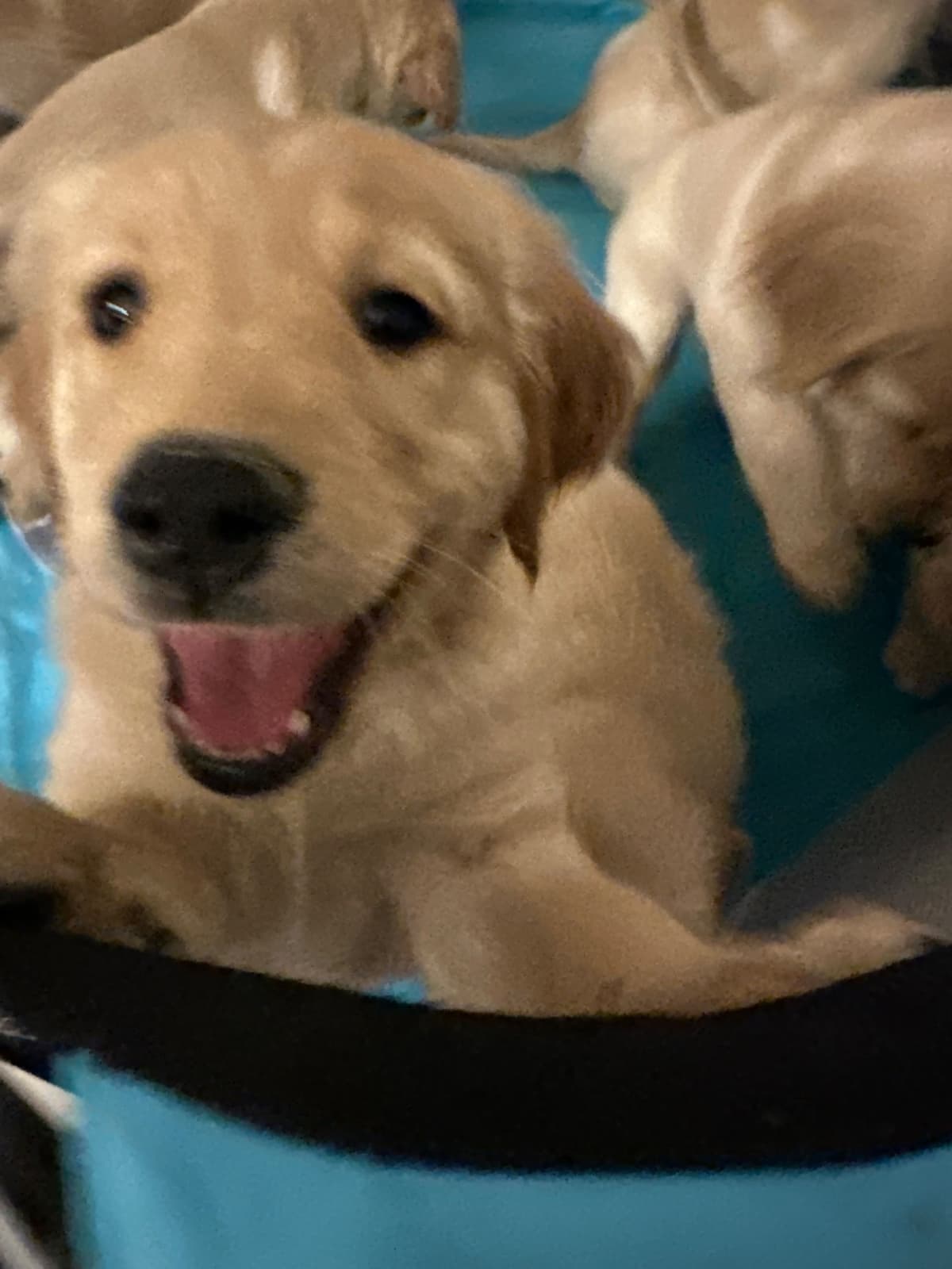 Golden Retriever Puppies breeder image 16