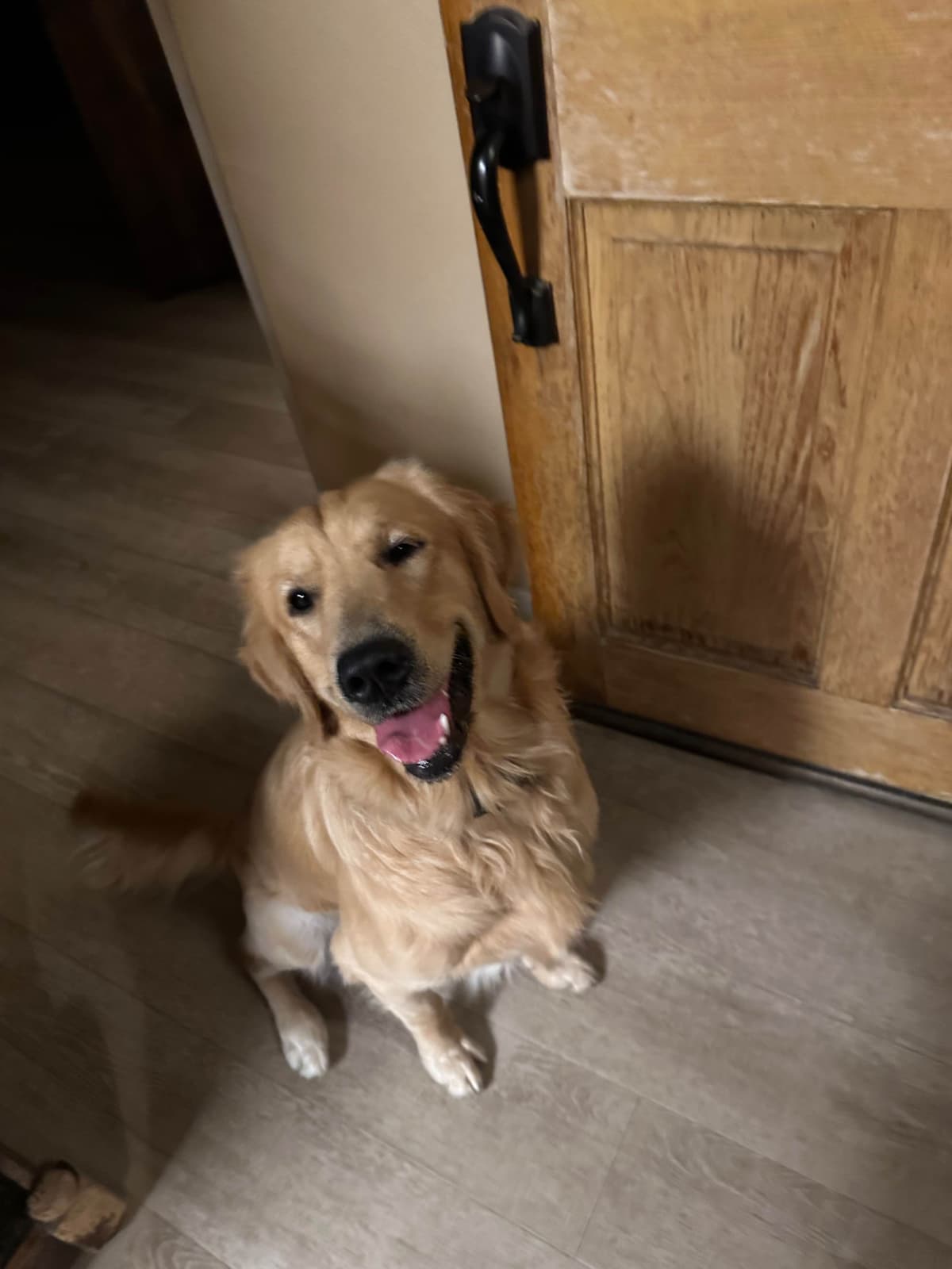 Golden Retriever Puppies breeder image 18