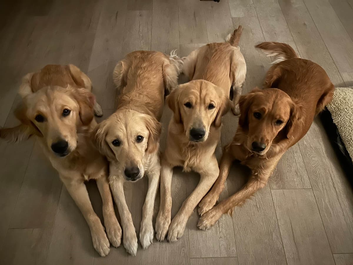 Golden Retriever Puppies breeder image 2