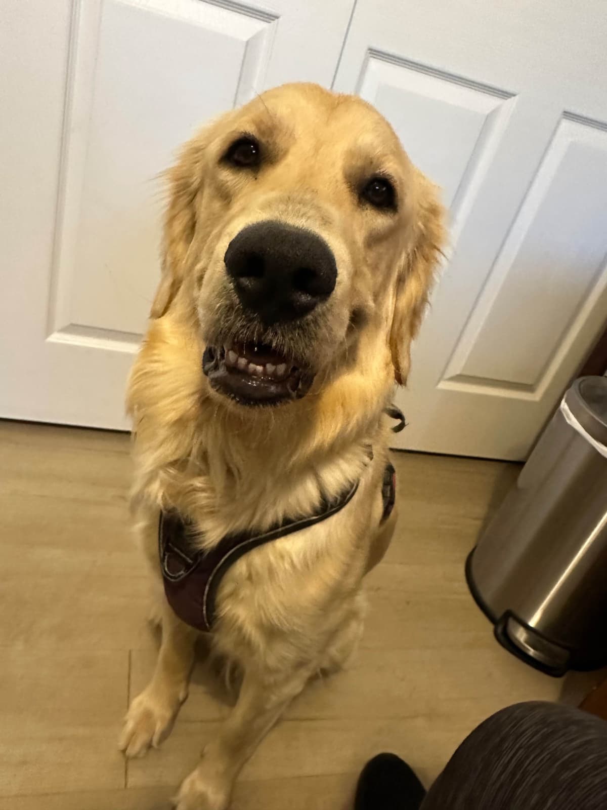 Golden Retriever Puppies breeder image 20