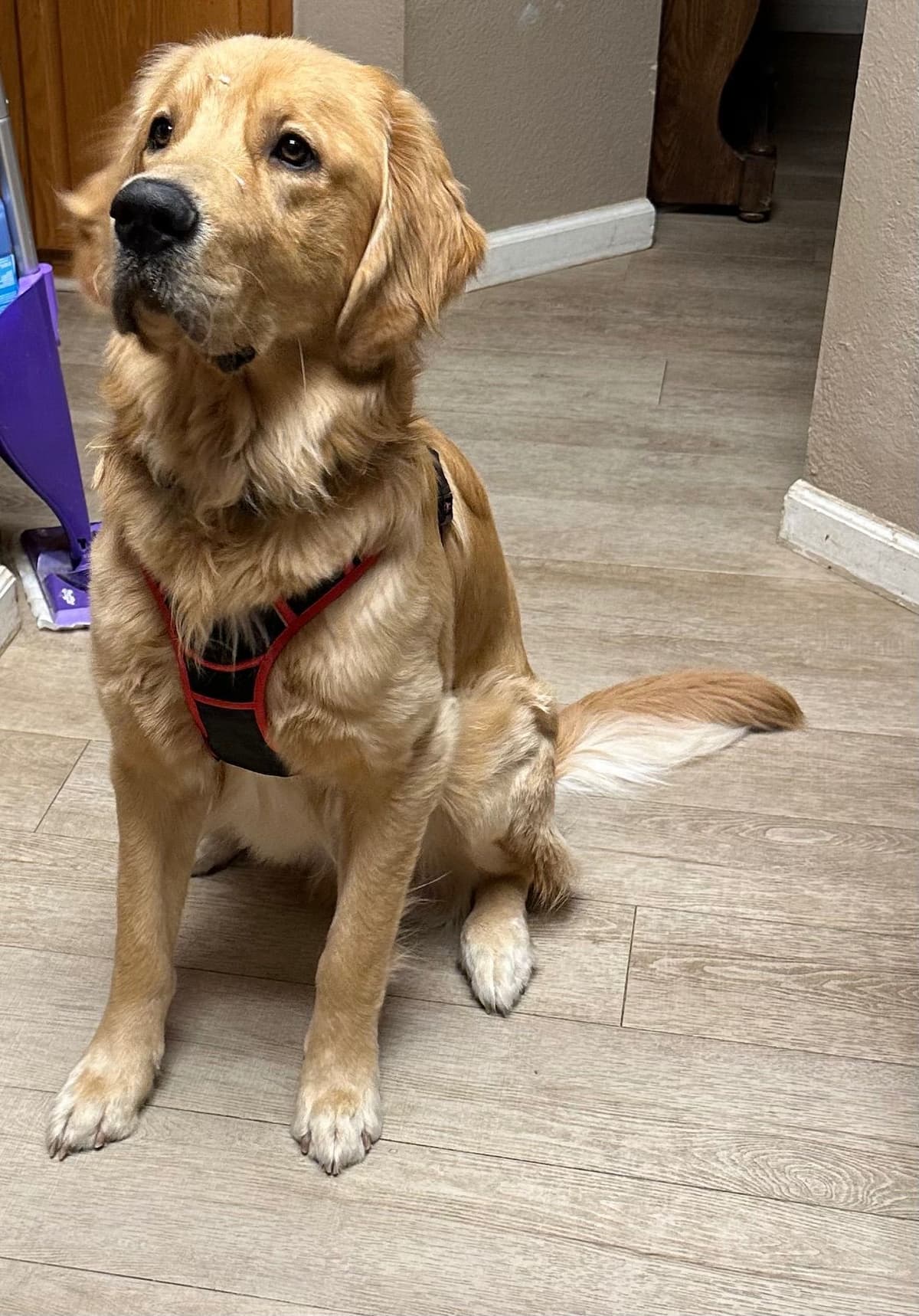 Golden Retriever Puppies breeder image 19