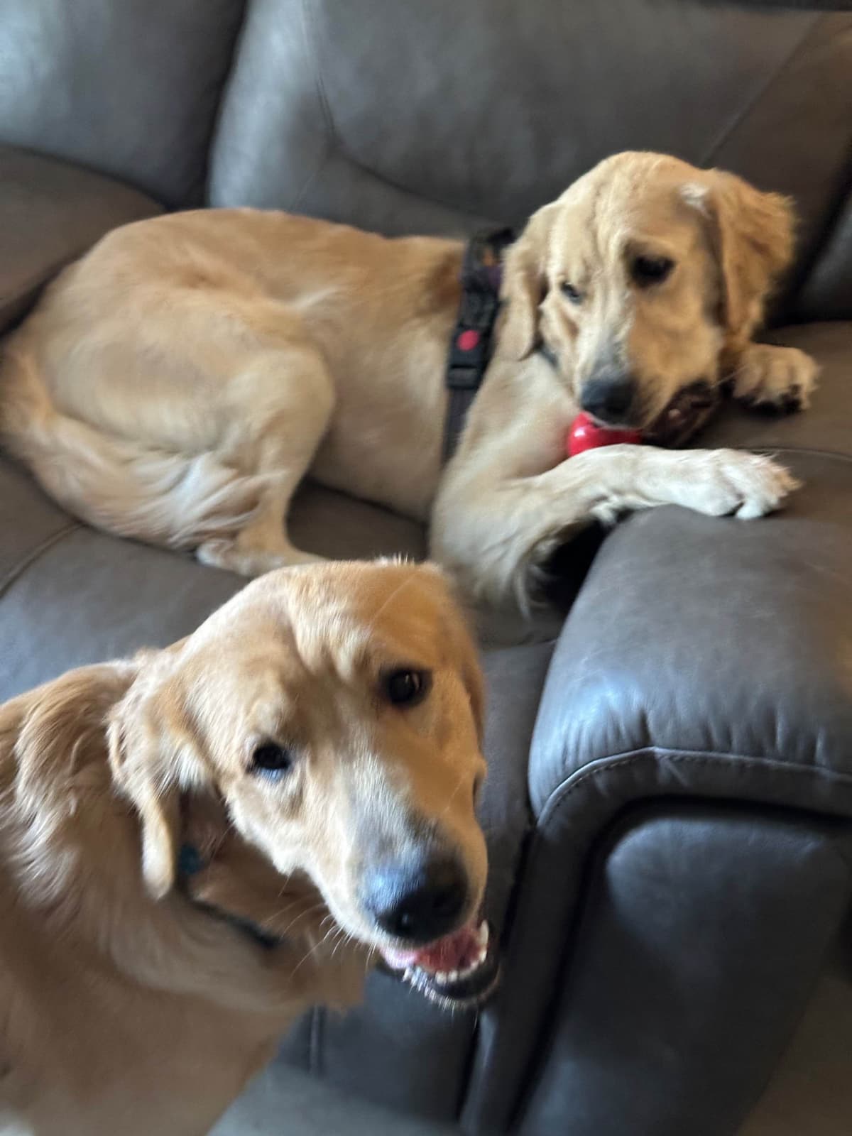 Golden Retriever Puppies breeder image 21
