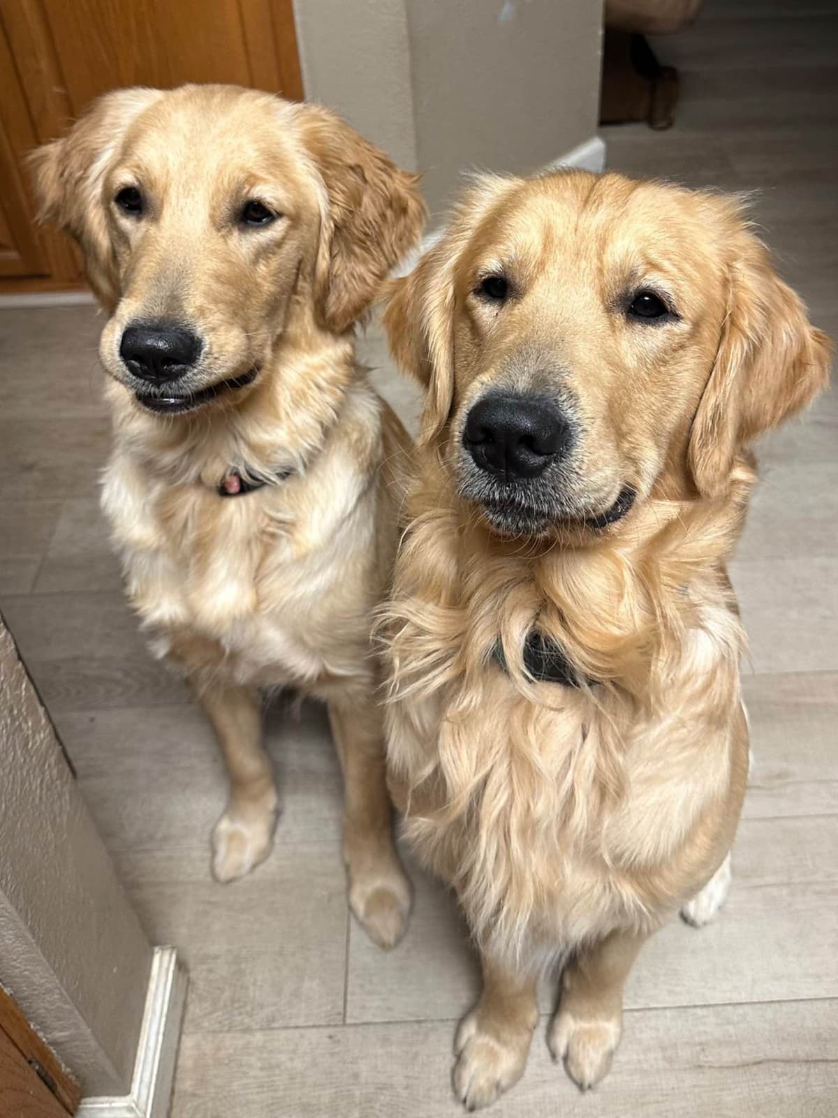 Golden Retriever Puppies breeder image 22