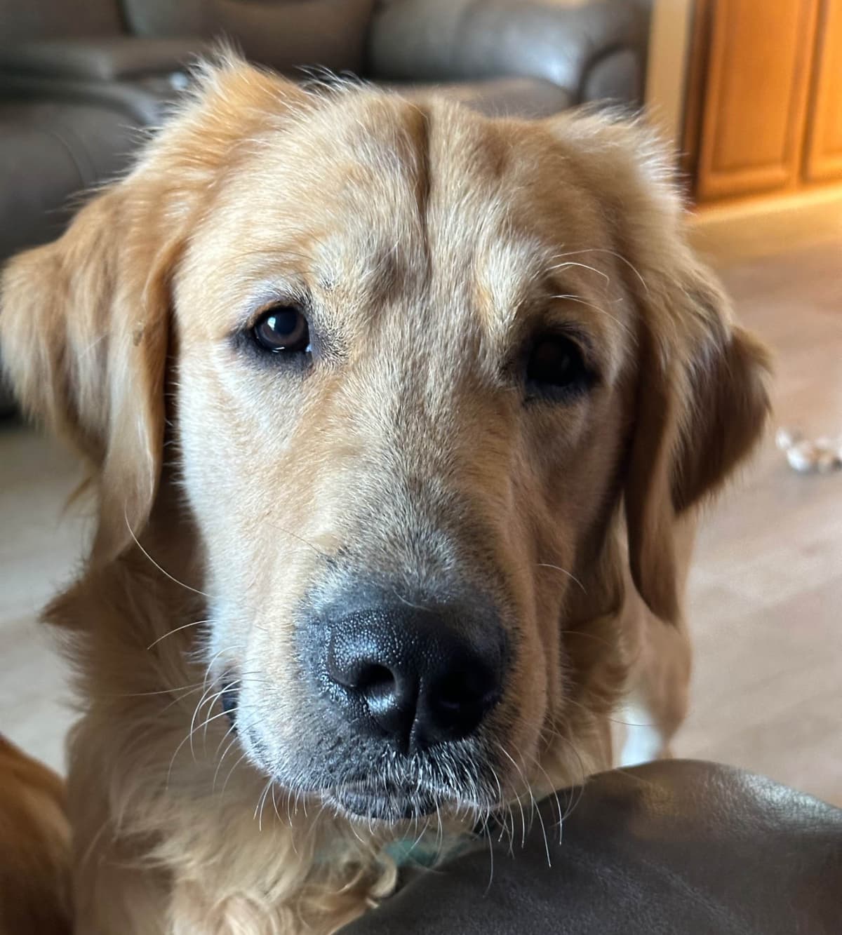 Golden Retriever Puppies breeder image 4