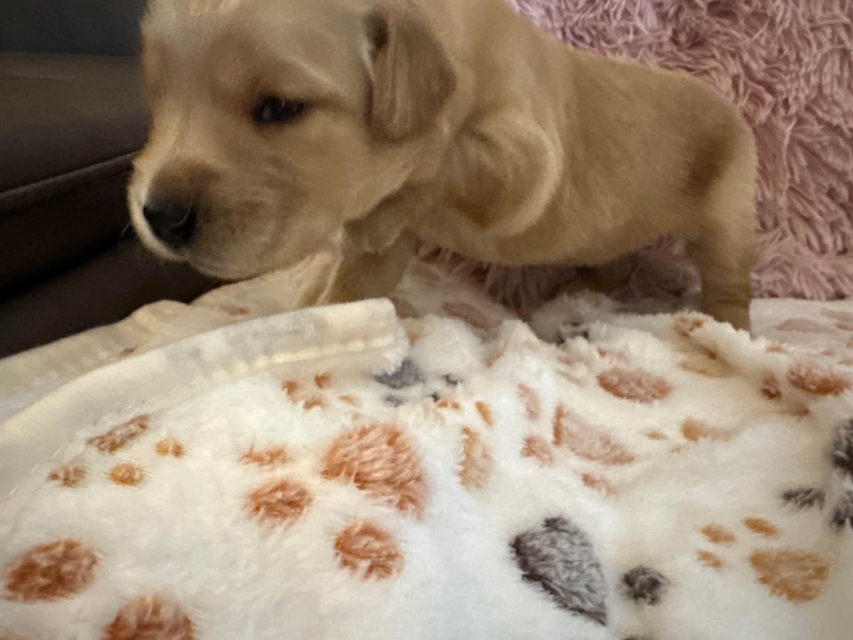Golden Retriever Puppies breeder image 23