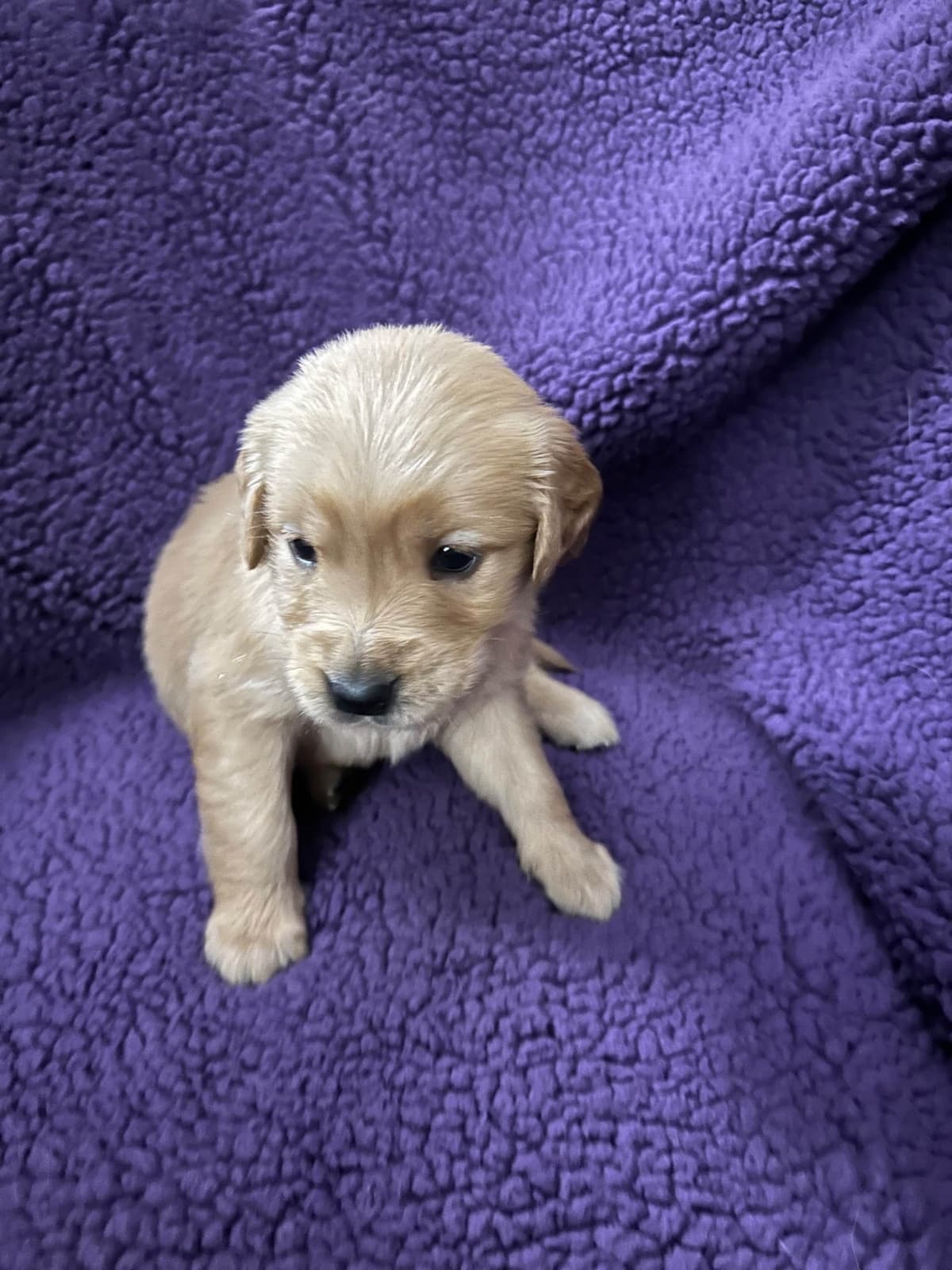 Golden Retriever Puppies breeder image 25