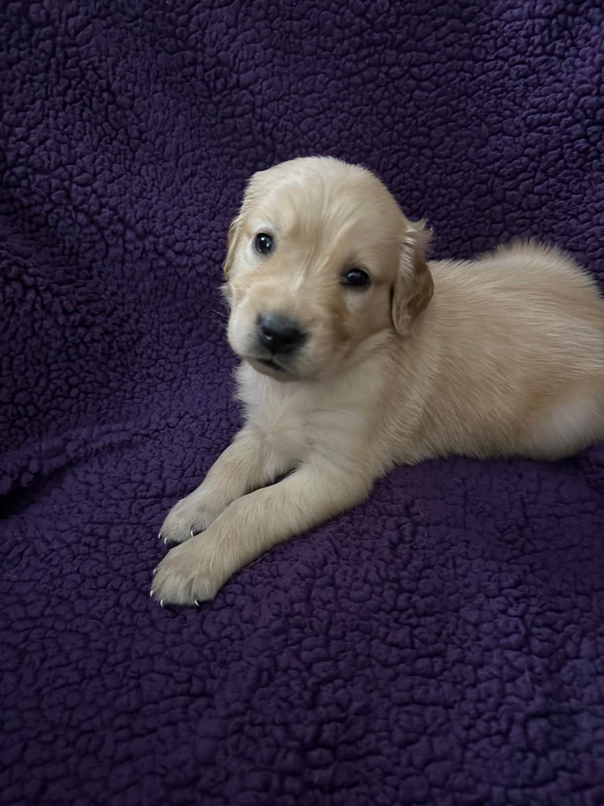 Golden Retriever Puppies breeder image 27