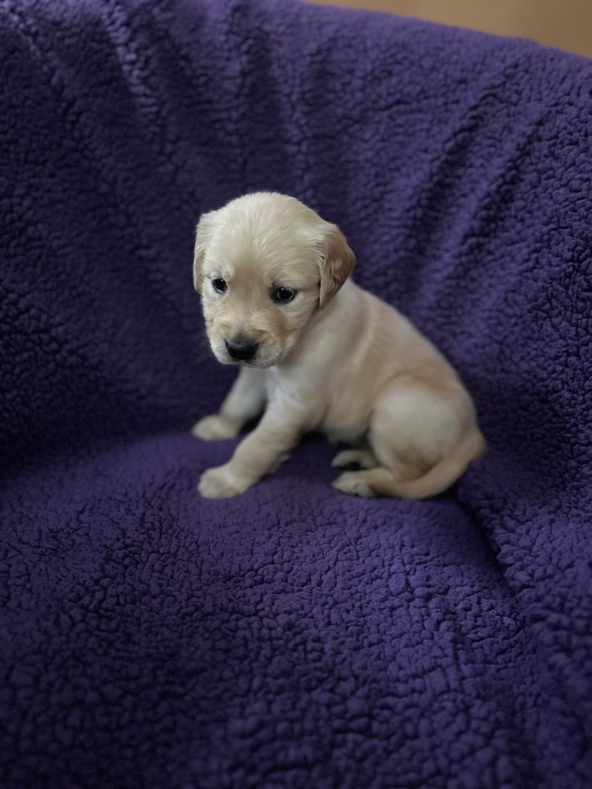 Golden Retriever Puppies breeder image 26