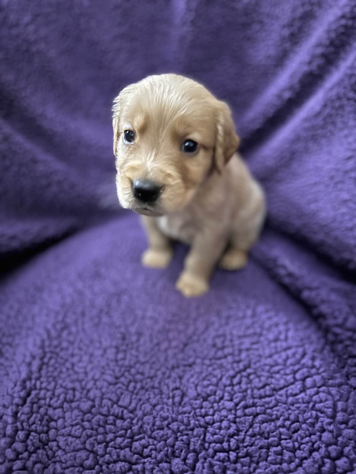 Golden Retriever Puppies breeder image 28