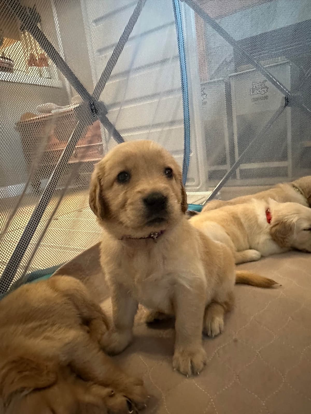 Golden Retriever Puppies breeder image 29