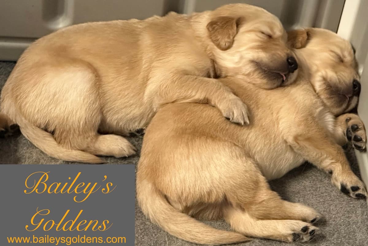 Golden Retriever Puppies breeder image 1